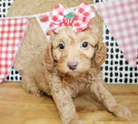 Anna, a female Miniature Goldendoodle for sale in Paris, TX – 4 of 4