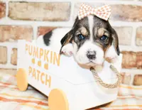 Dixie, a female Basset Hound for sale in Paris, TX – Photo 2 of 4