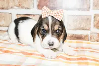 Dixie, a female Basset Hound for sale in Paris, TX – Photo 3 of 4