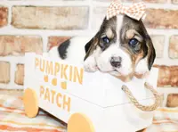 Dixie, a female Basset Hound for sale in Paris, TX – Photo 1 of 4