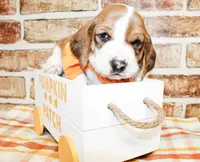 Bennett, a male Basset Hound for sale in Paris, TX – Photo 1 of 2