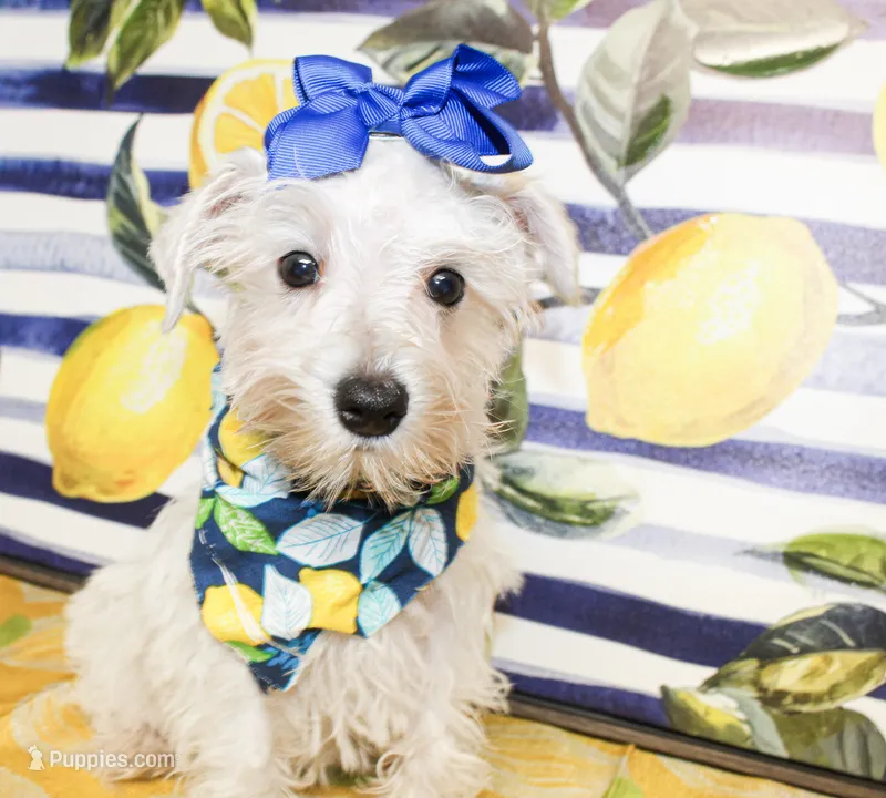 Dixie – Miniature Schnauzer puppy for sale in Paris, TX
