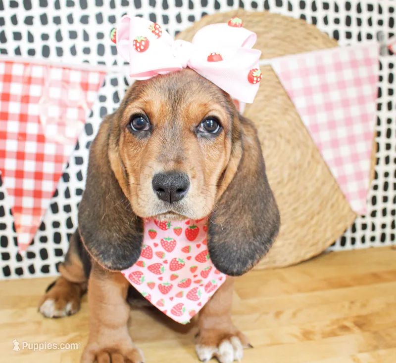 Sassy – Basset Hound puppy for sale in Paris, TX