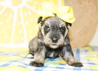 Darla, a female Miniature Schnauzer for sale in Paris, TX – 2 of 4
