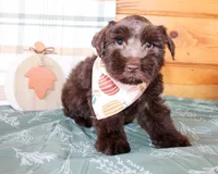 Elliott, a male Miniature Schnauzer for sale in Paris, TX – Photo 1 of 5