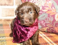 Elliott, a male Miniature Schnauzer for sale in Paris, TX – Photo 4 of 5