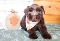 Elliott, a male Miniature Schnauzer for sale in Paris, TX – Photo 2 of 5