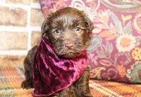 Elliott, a male Miniature Schnauzer for sale in Paris, TX – Photo 5 of 5