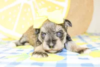 Gracie, a female Miniature Schnauzer for sale in Paris, TX – 2 of 4