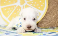 Liam, a male Miniature Schnauzer for sale in Paris, TX – 3 of 4