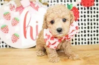 Cooper, a male Miniature Goldendoodle for sale in Paris, TX – 2 of 5