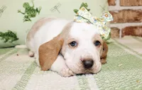 Annie, a female Basset Hound for sale in Paris, TX – Photo 1 of 4