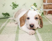 Annie, a female Basset Hound for sale in Paris, TX – Photo 4 of 4