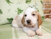 Annie, a female Basset Hound for sale in Paris, TX – Photo 2 of 4