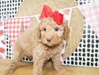 Dixie, a female Miniature Goldendoodle for sale in Paris, TX – 2 of 4
