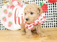 Cooper, a male Miniature Goldendoodle for sale in Paris, TX – 3 of 5