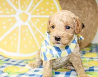 Charlie, a male Miniature Goldendoodle for sale in Paris, TX – 2 of 4