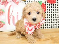 Cooper, a male Miniature Goldendoodle for sale in Paris, TX – 5 of 5