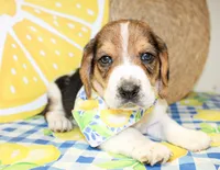 Sunny, a male Basset Hound for sale in Paris, TX – 2 of 5