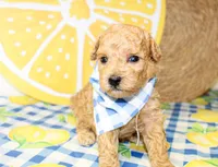 Cooper, a male Miniature Goldendoodle for sale in Paris, TX – 3 of 5