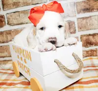 Mindy, a female Basset Hound for sale in Paris, TX – Photo 1 of 3