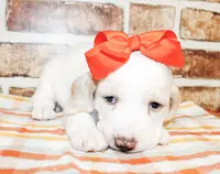 Mindy, a female Basset Hound for sale in Paris, TX – Photo 2 of 3