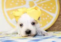 Dixie, a female Miniature Schnauzer for sale in Paris, TX – 4 of 4
