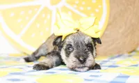 Darla, a female Miniature Schnauzer for sale in Paris, TX – 3 of 4