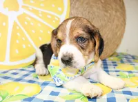 Sunny, a male Basset Hound for sale in Paris, TX – 4 of 5