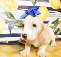Sassy, a female Basset Hound for sale in Paris, TX – 2 of 5