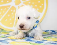 Liam, a male Miniature Schnauzer for sale in Paris, TX – 4 of 4