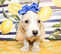 Sassy, a female Basset Hound for sale in Paris, TX – 3 of 5
