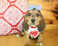 Sassy, a female Basset Hound for sale in Paris, TX – 2 of 5
