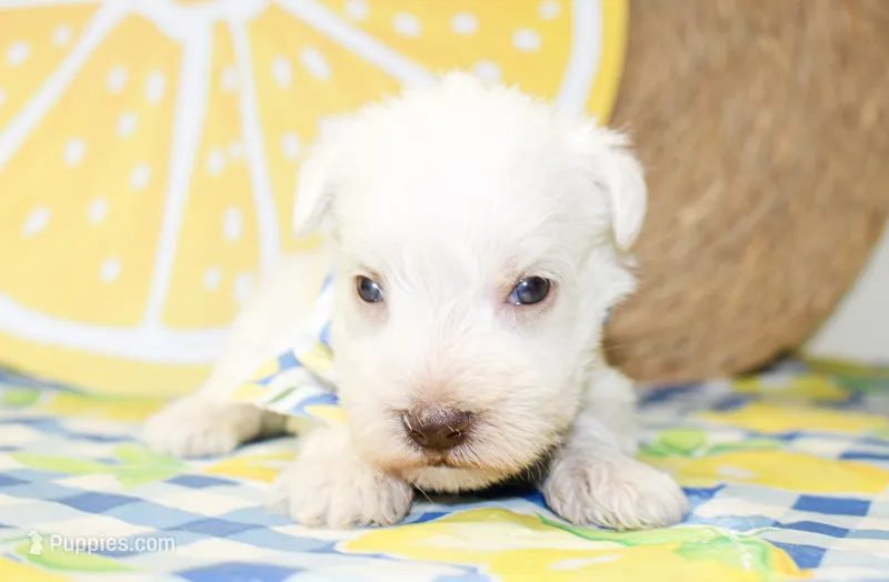 Liam – Miniature Schnauzer puppy for sale in Paris, TX