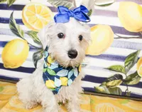 Dixie, a female Miniature Schnauzer for sale in Paris, TX – 3 of 5