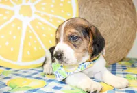 Sunny, a male Basset Hound for sale in Paris, TX – 5 of 5