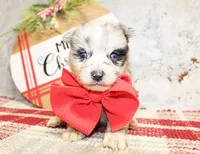 Cash, a male Pomeranian for sale in Paris, TX – Photo 1 of 3