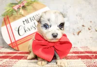 Cash, a male Pomeranian for sale in Paris, TX – Photo 3 of 3