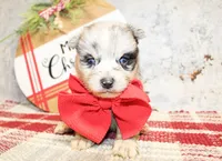 Cash, a male Pomeranian for sale in Paris, TX – Photo 2 of 3