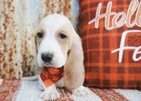 Dane, a male Basset Hound for sale in Paris, TX – Photo 1 of 3