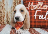 Dane, a male Basset Hound for sale in Paris, TX – Photo 2 of 3