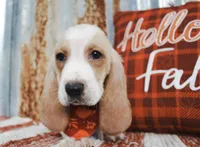 Dane, a male Basset Hound for sale in Paris, TX – Photo 3 of 3