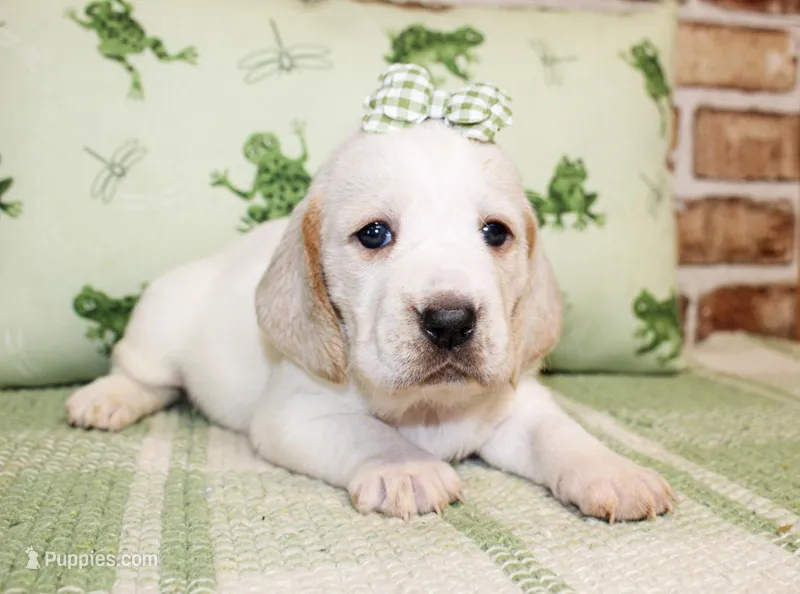 Sally – Basset Hound puppy for sale in Paris, TX