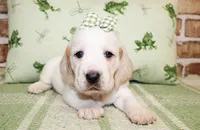 Sally, a female Basset Hound for sale in Paris, TX – Photo 4 of 4