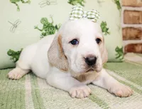 Sally, a female Basset Hound for sale in Paris, TX – Photo 2 of 4