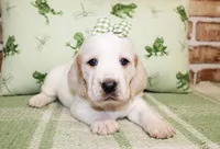 Sally, a female Basset Hound for sale in Paris, TX – Photo 3 of 4