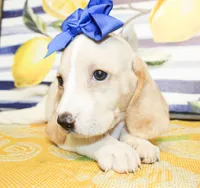 Sassy, a female Basset Hound for sale in Paris, TX – 4 of 5