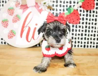 Gracie, a female Miniature Schnauzer for sale in Paris, TX – 2 of 4