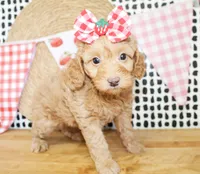 Anna, a female Miniature Goldendoodle for sale in Paris, TX – 1 of 4
