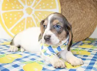 Duke, a male Basset Hound for sale in Paris, TX – 1 of 3
